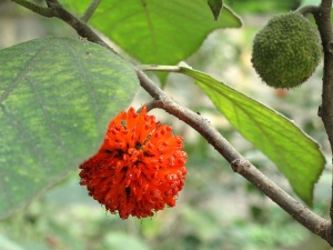 paper mulberry tree for pu erh tea paper